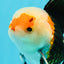 AAA Grade Tricolor Oranda Male 4.5-5 inches #0510OR_08