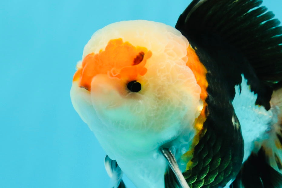 AAA Grade Tricolor Oranda Male 4.5-5 inches #0510OR_08