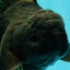 TOOTHLESS A Grade Black Oranda Female 5.5-6 inches #101626OR_15