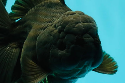TOOTHLESS A Grade Black Oranda Female 5.5-6 inches #101626OR_15