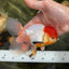 A Grade Tricolor Oranda Male 5-5.5 inches #060625OR_14