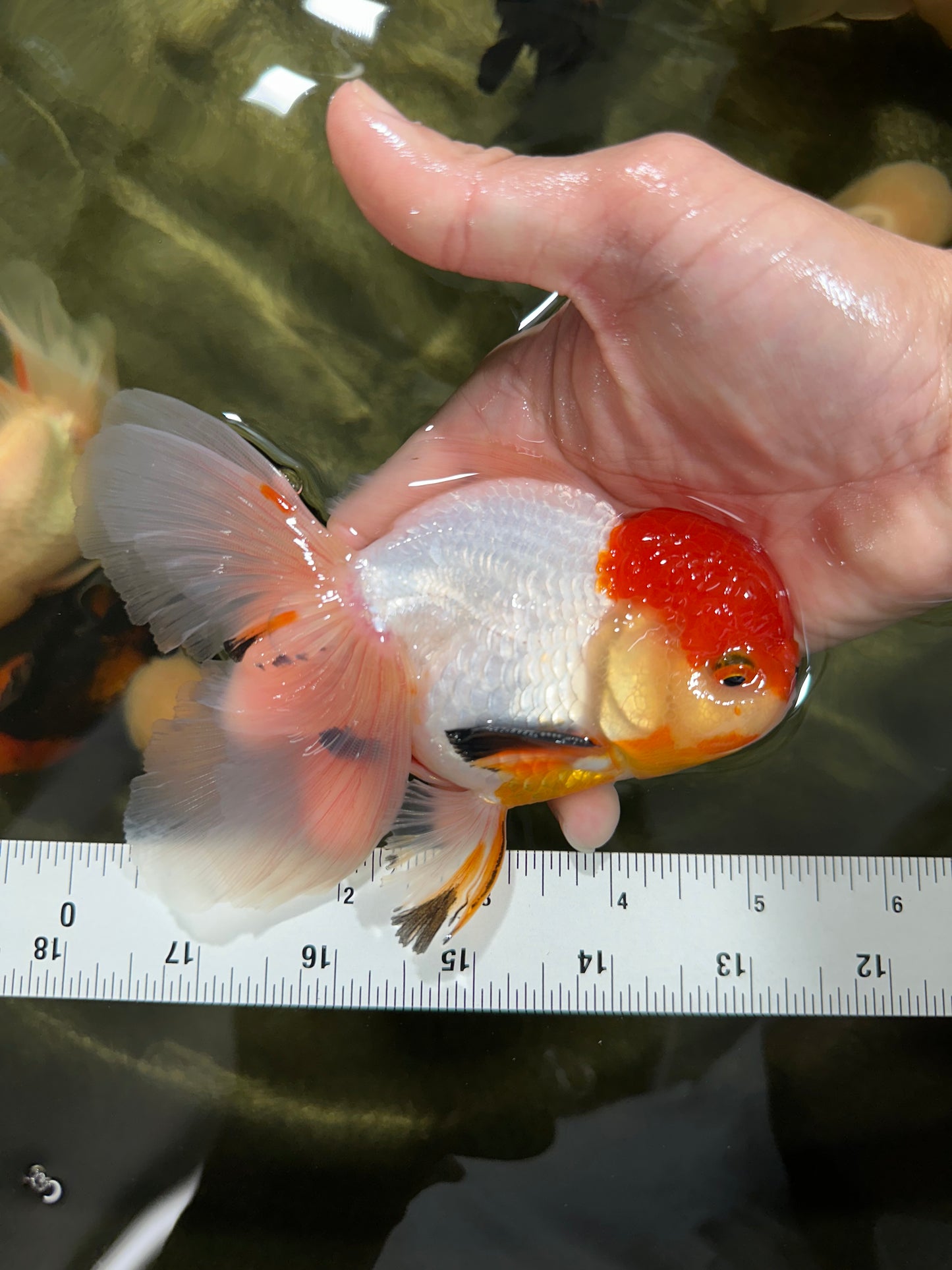 A Grade Tricolor Oranda Male 5-5.5 inches #060625OR_14