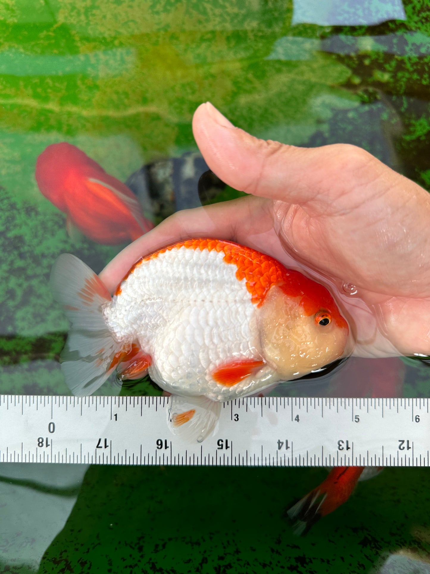 AAA Grade Red White Strong Body Structure Ranchu Male 4.5-5 inches #0712RC_05