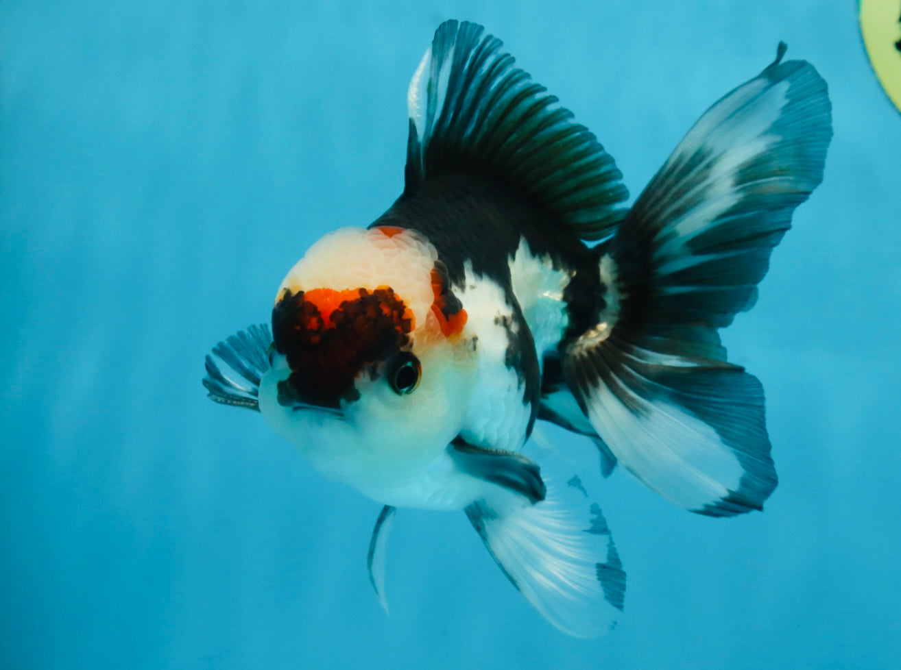 Tricolor Oranda Male 5-5.5 inches #100325OR_23