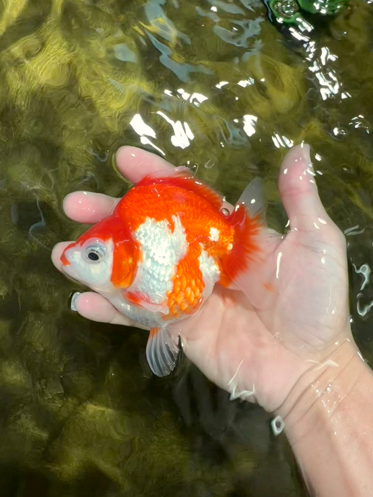 A Grade Red White Ryukin Female 4.5 inches #111425RK_09