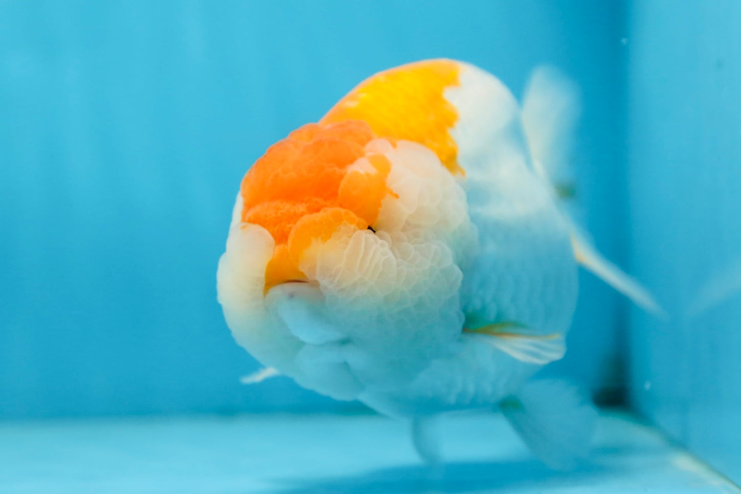 AAA Grade CHUBBY Orange White LionKing 6 inches #091225LC_05