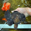 AAA Grade Godzilla Black Oranda Male 6 inches #080125OR_05