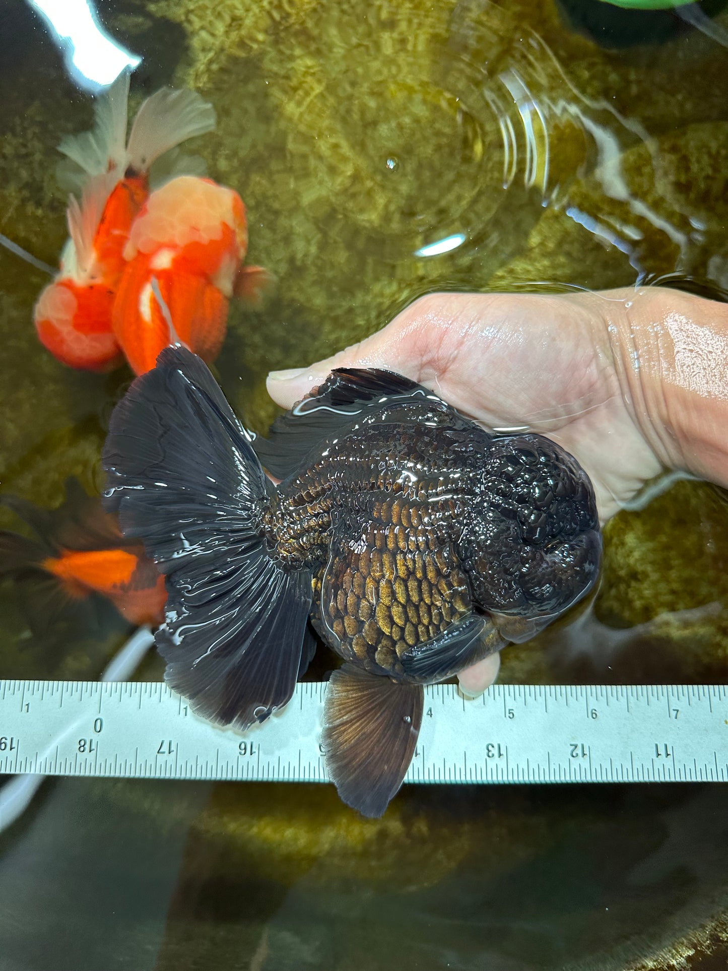 AAA Grade Godzilla Black Oranda Male 6 inches #080125OR_05