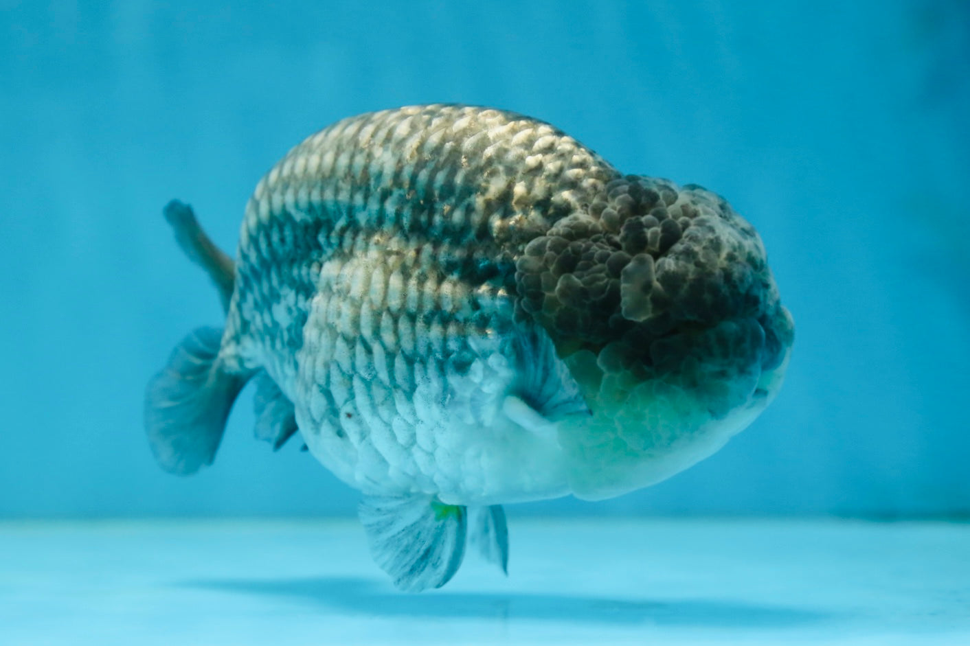 A Grade CHONKY Blue LionKing 5-5.5 inches #082925LC_17