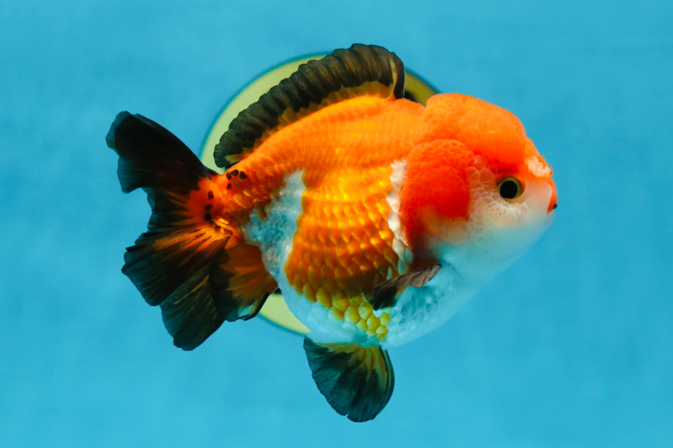 SUPER CUTE Tricolor Yuanbao Male 4.5 inches #071125YB_18