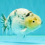 UNIQUE AAA Grade Jumbo Bloodline White Tiger Ranchu Male 4.5-5 inches #071726RC_06