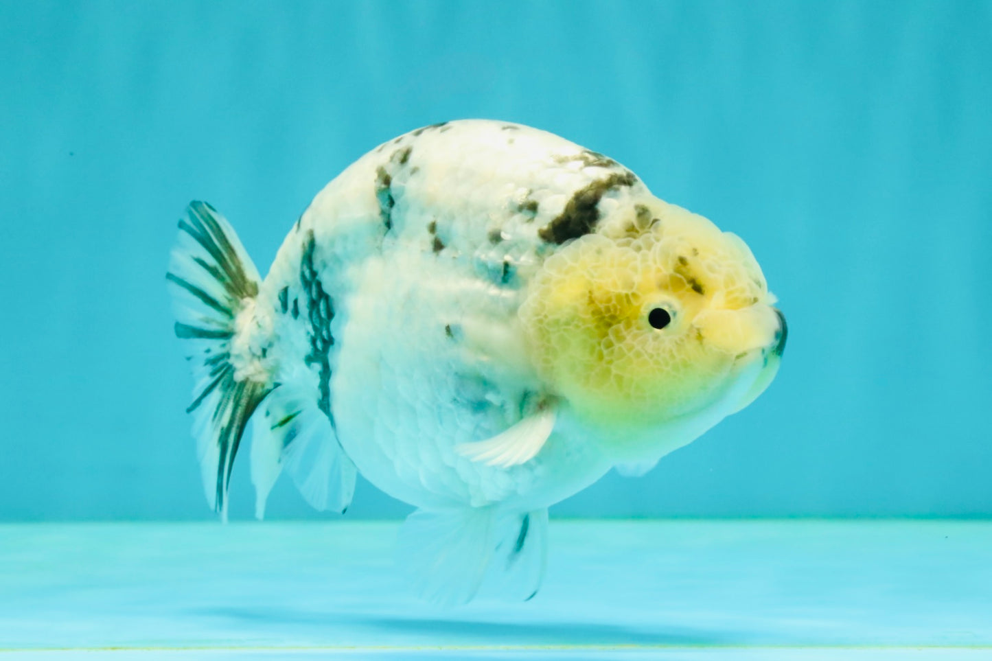 UNIQUE AAA Grade Jumbo Bloodline White Tiger Ranchu Male 4.5-5 inches #071726RC_06