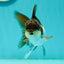 Panda Oranda Male 3.5-4 inches #1018OR_17