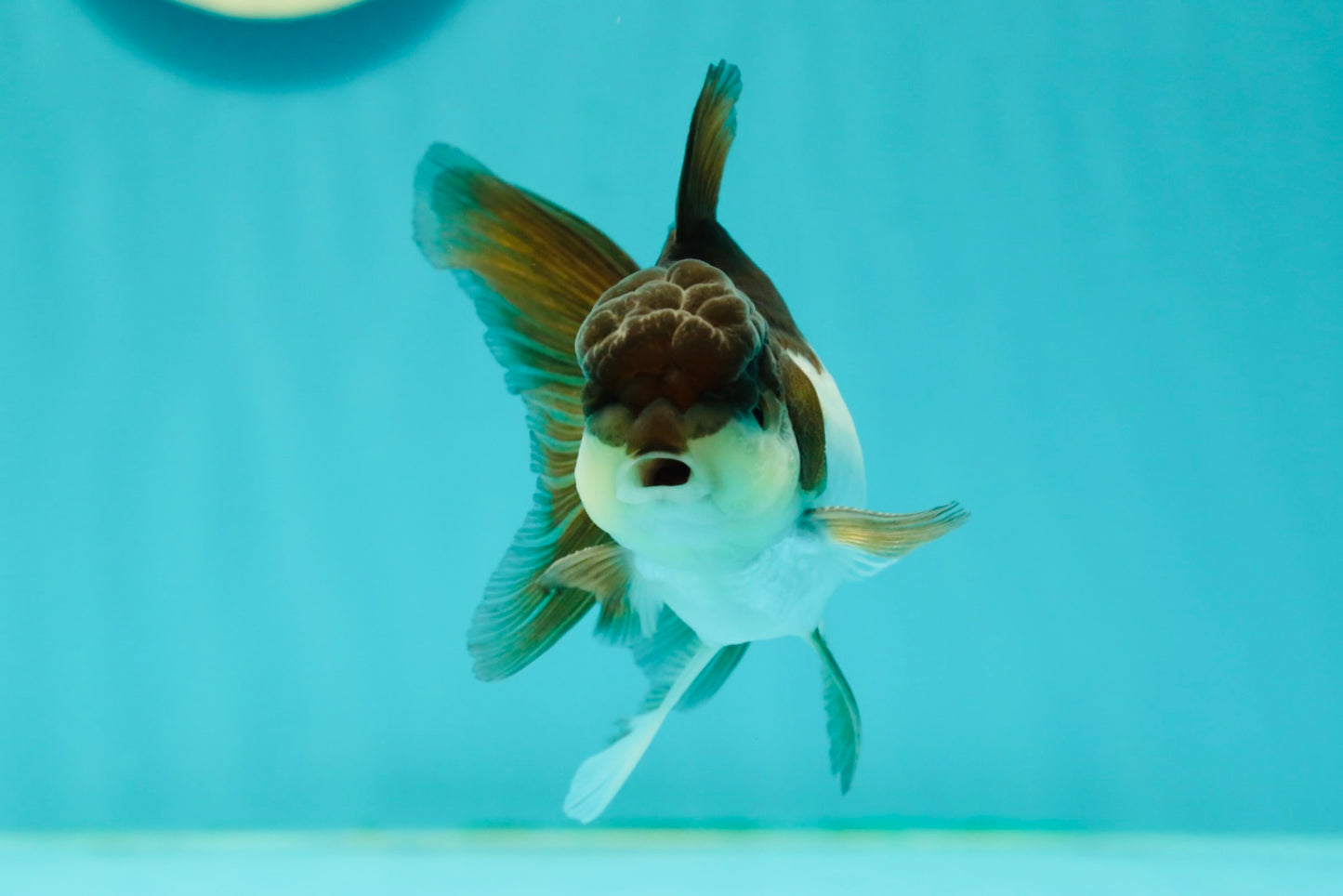 Panda Oranda Male 3.5-4 inches #1018OR_17