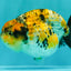 CHUBBY AAA Grade Chonky Special Tricolor Tiger LionQueen Female 4-4.5 inches #061926LC_12