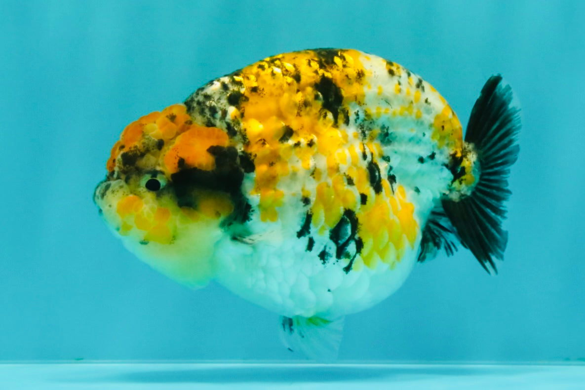 CHUBBY AAA Grade Chonky Special Tricolor Tiger LionQueen Female 4-4.5 inches #061926LC_12