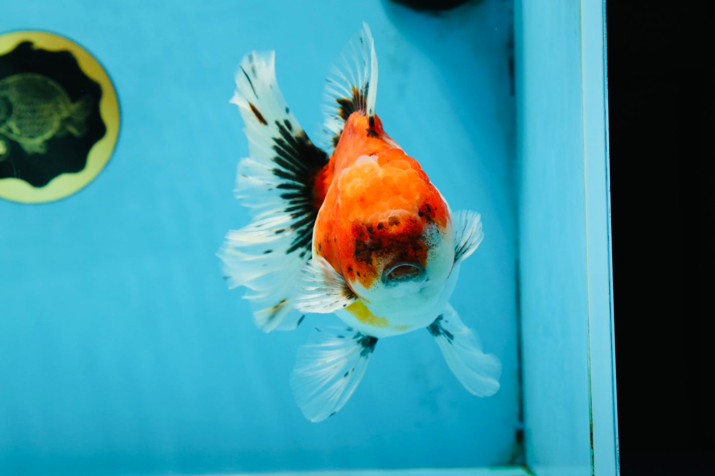 A Grade Sakura Oranda Female 6 inches #060625OR_29