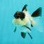 Cute Black Tancho Panda Oranda Male 3.5 inches #102524OR_19