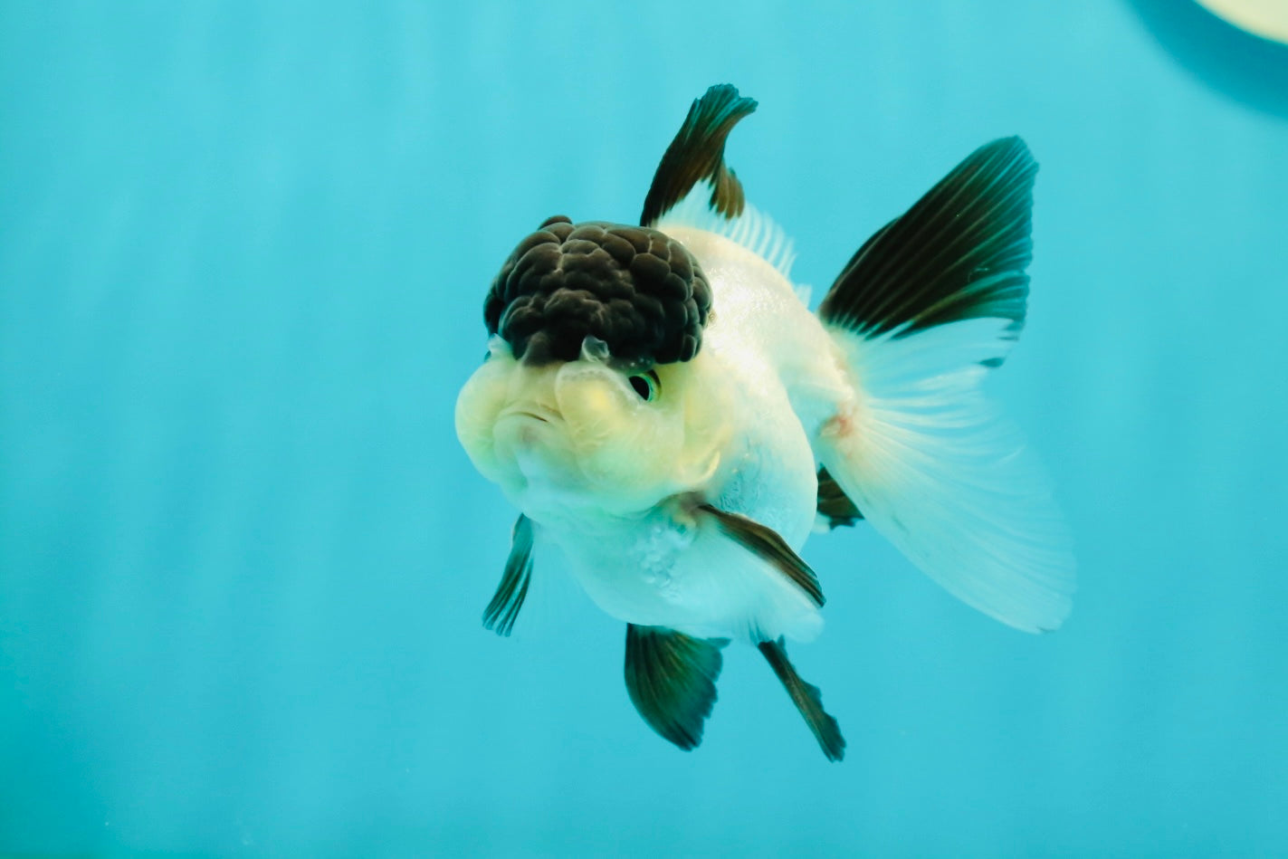 Cute Black Tancho Panda Oranda Male 3.5 inches #102524OR_19