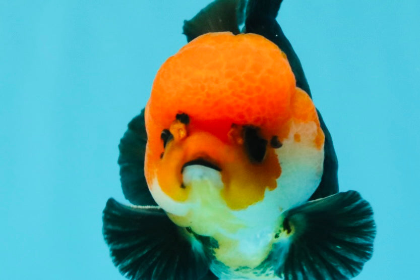 A Grade Red Head Button Eyes Tricolor Yuanbao Male 4-4.5 inches #031326YB_16