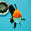 Apache (Black Orange) Oranda Female 4.5 inches #110124OR_05