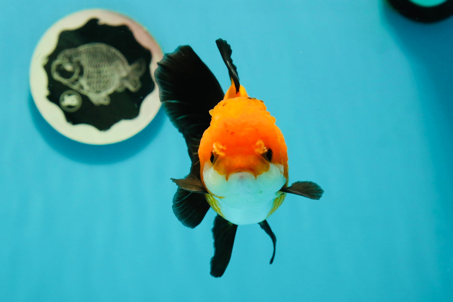 Apache (Black Orange) Oranda Female 4.5 inches #110124OR_05