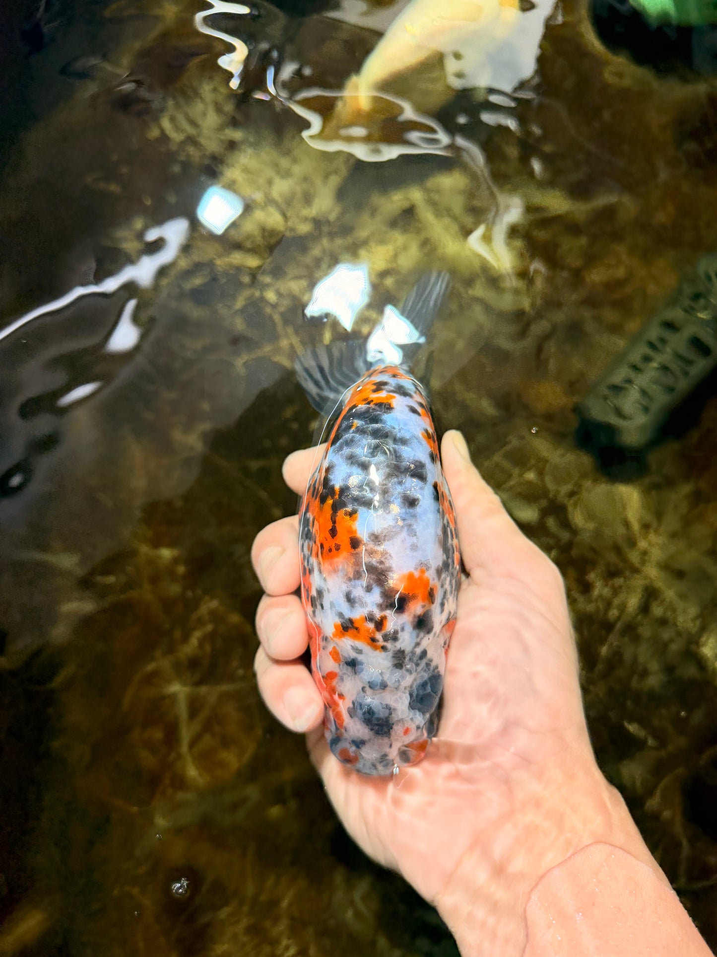 A Grade Tricolor Ranchu Male 5.5 inches #110725RC_14