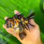 AAA Grade Young Godzilla Tiger Oranda Female 5  inches #0510OR_16