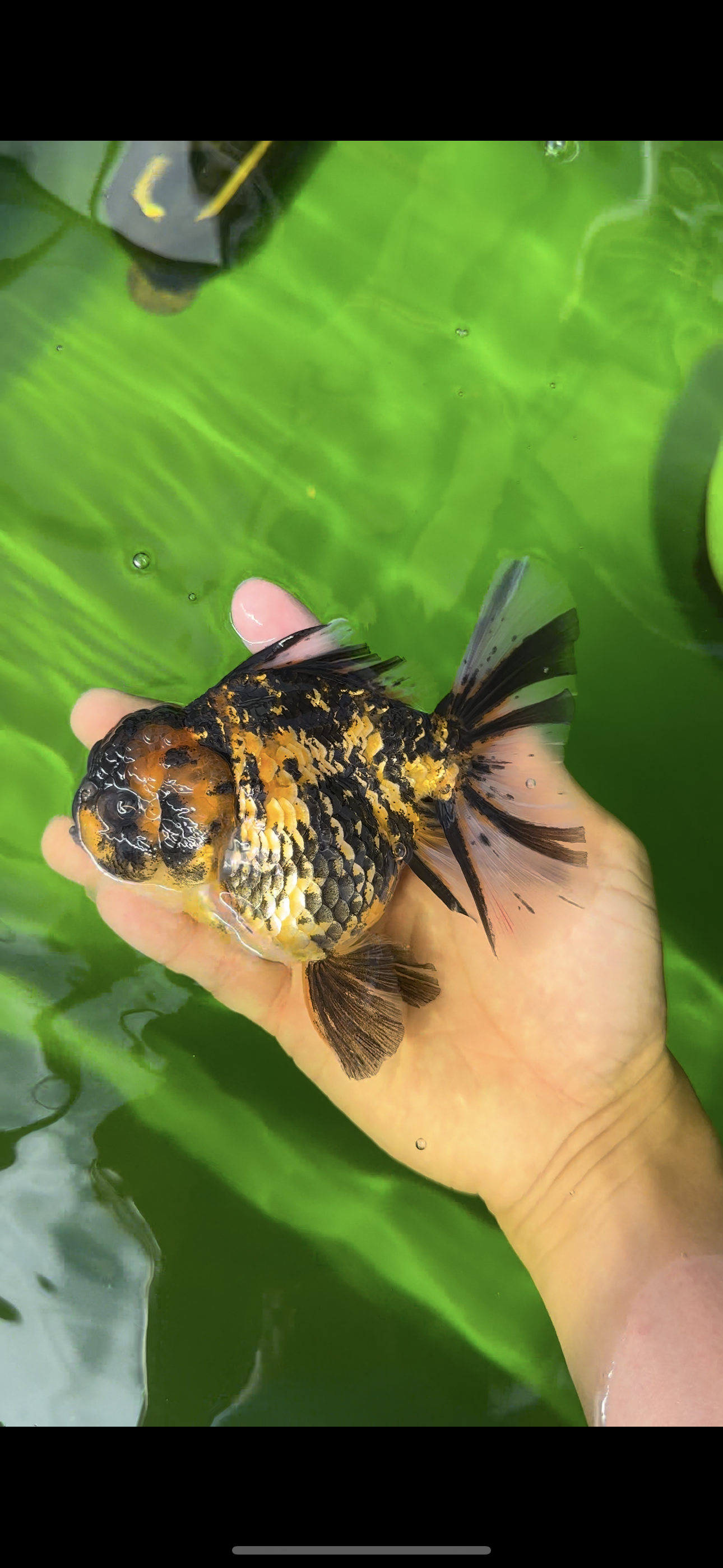 AAA Grade Young Godzilla Tiger Oranda Female 5  inches #0510OR_16