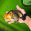 Chinese Apache Ranchu Male 6 inches #041026RC_22