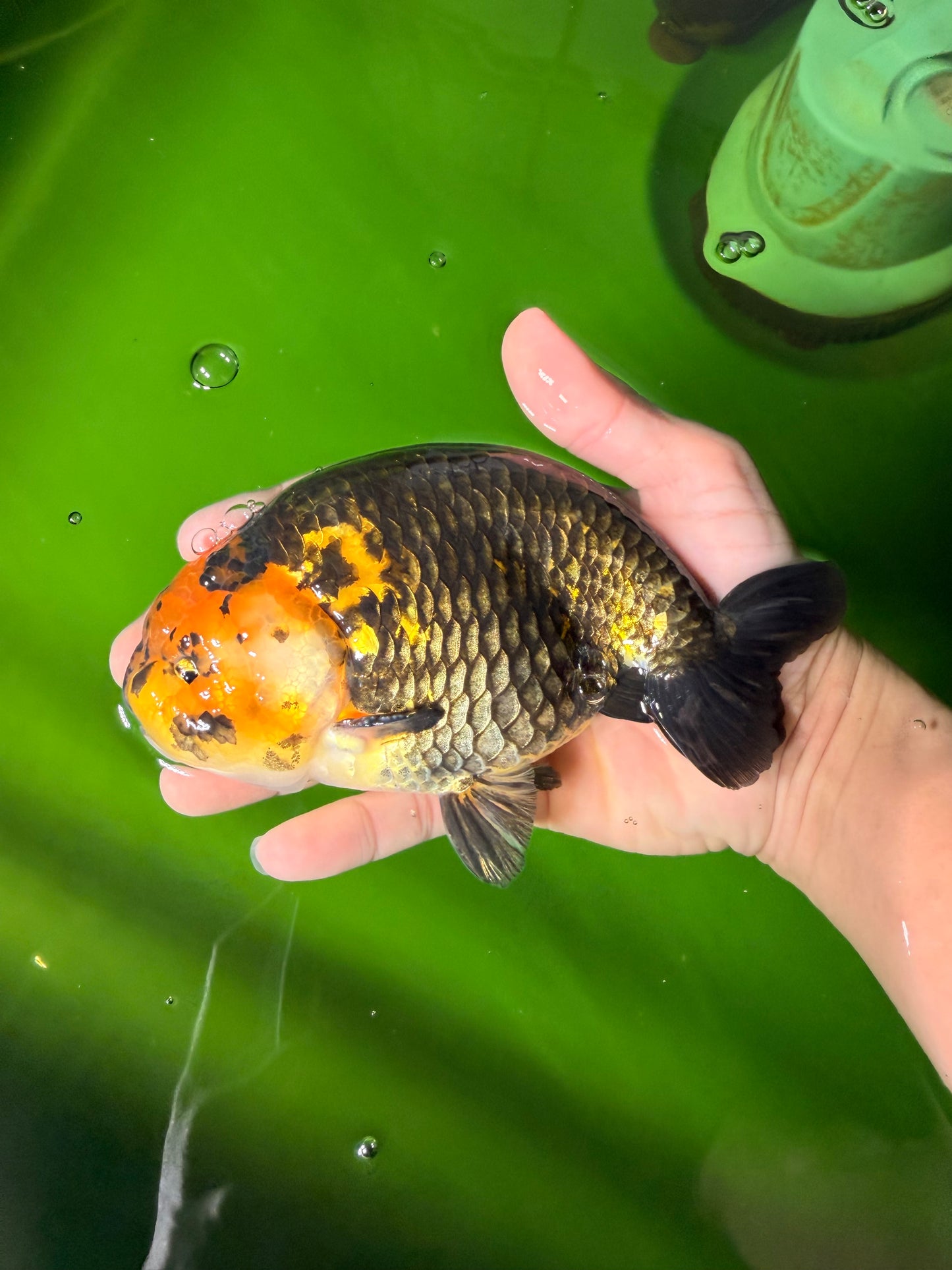 Chinese Apache Ranchu Male 6 inches #041026RC_22