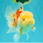 FLUFFY A Grade Red White Oranda Male 6-6.5 inches #071026OR_28