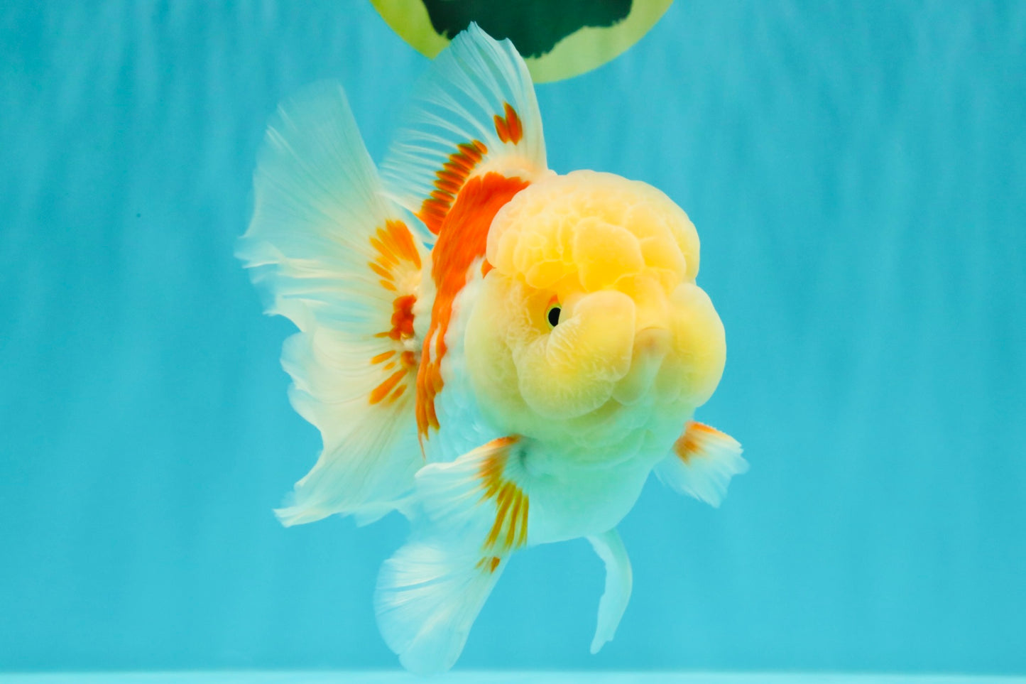 FLUFFY A Grade Red White Oranda Male 6-6.5 inches #071026OR_28