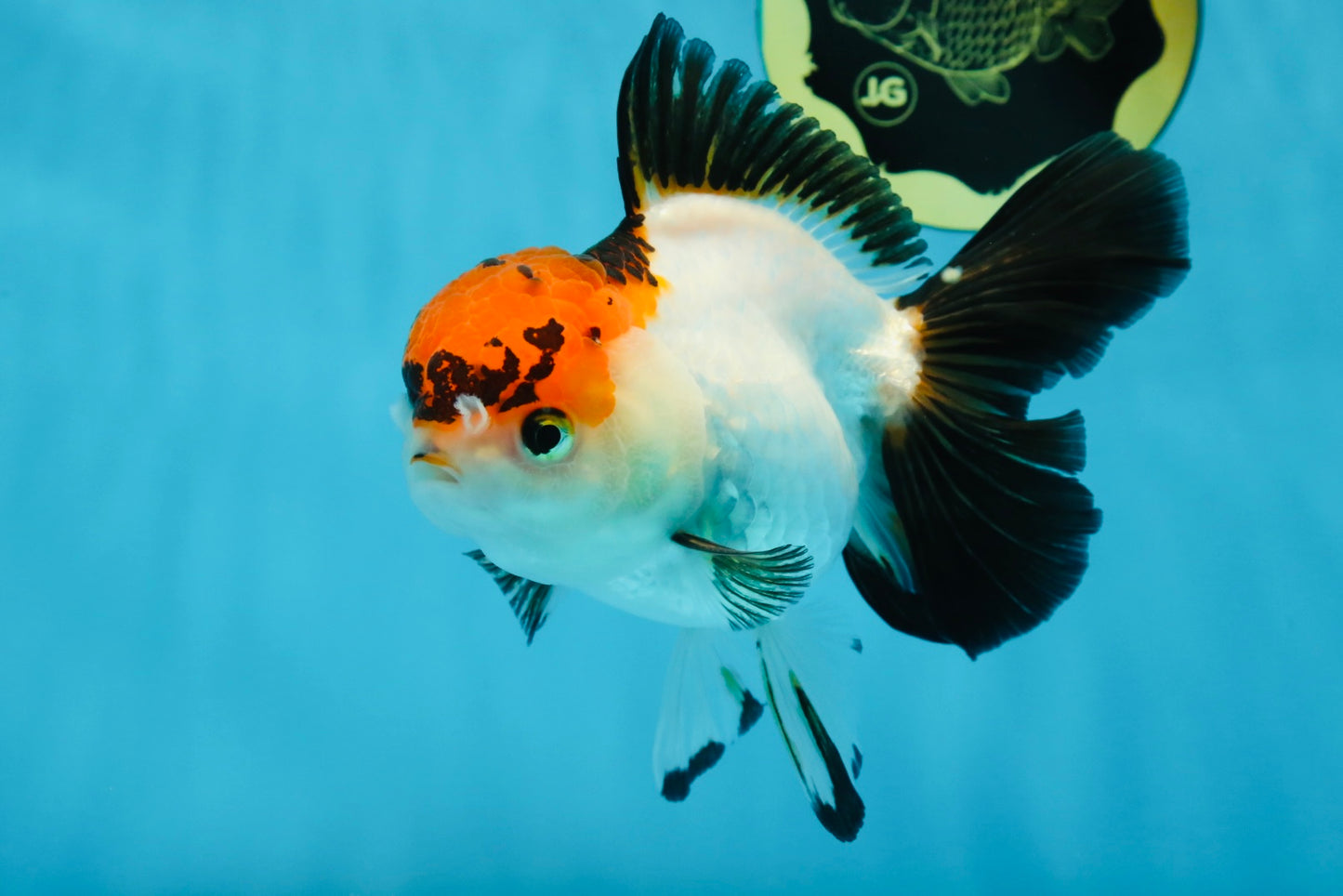 A Grade Lava Tricolor Red Head Oranda Female 5.5 inches #021425OR_20