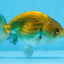 Strong Body Structure Black Neon Copper Ranchu Female 4 inches  #0706RC_25