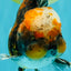 CHUBBY AAA Grade Tiger Oranda Male 5.5 inches #050126OR_08