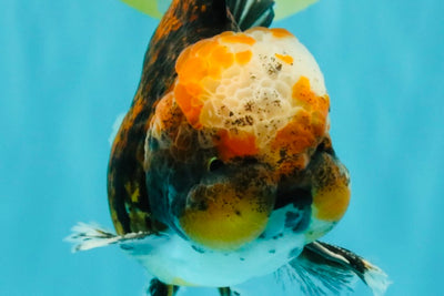 CHUBBY AAA Grade Tiger Oranda Male 5.5 inches #050126OR_08