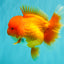 AAA Grade Red Oranda Female 6.5 inches #071026OR_24