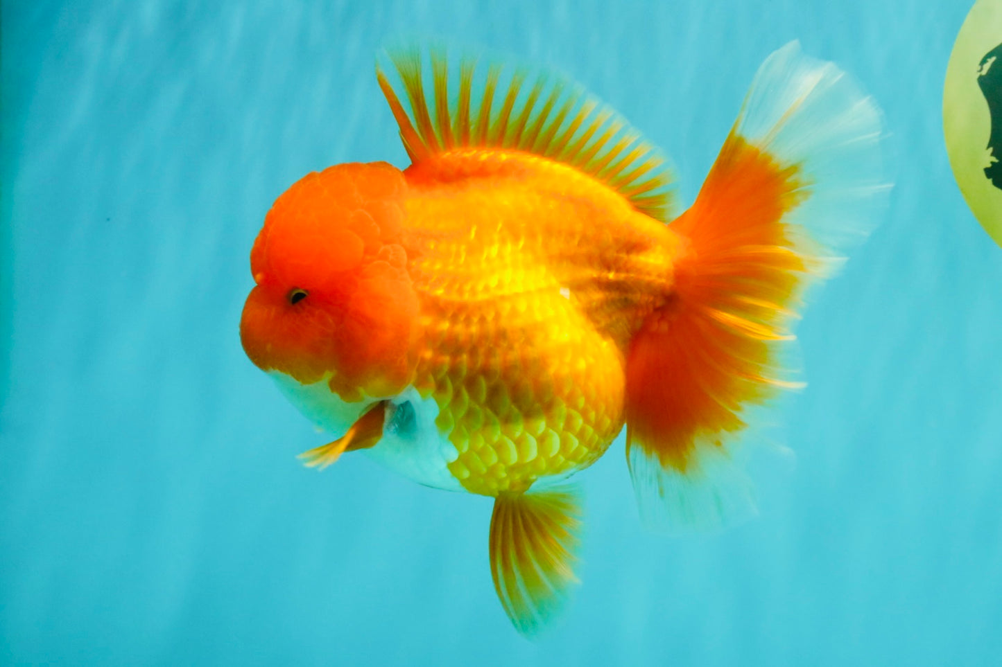 AAA Grade Red Oranda Female 6.5 inches #071026OR_24