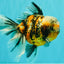 CHUBBY A Grade Calico Tiger Oranda Male 6-6.5 inches #091826OR_04