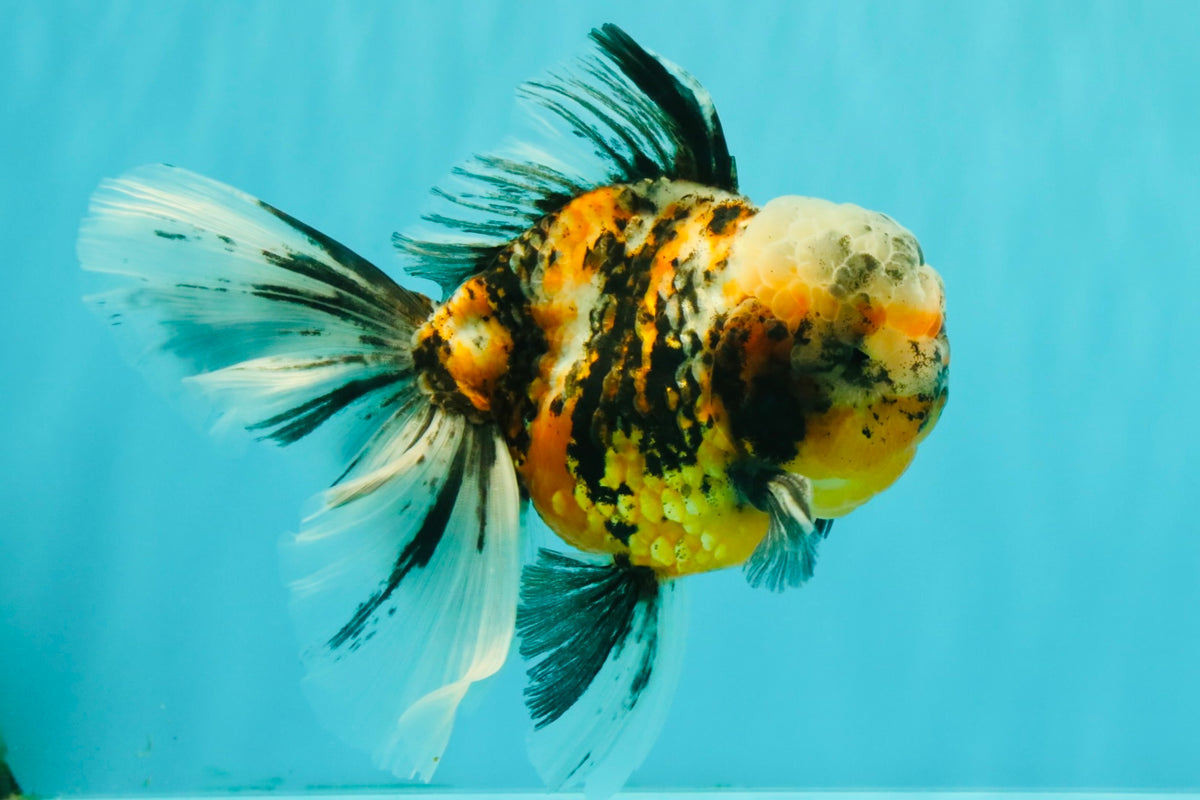 CHUBBY A Grade Calico Tiger Oranda Male 6-6.5 inches #091826OR_04