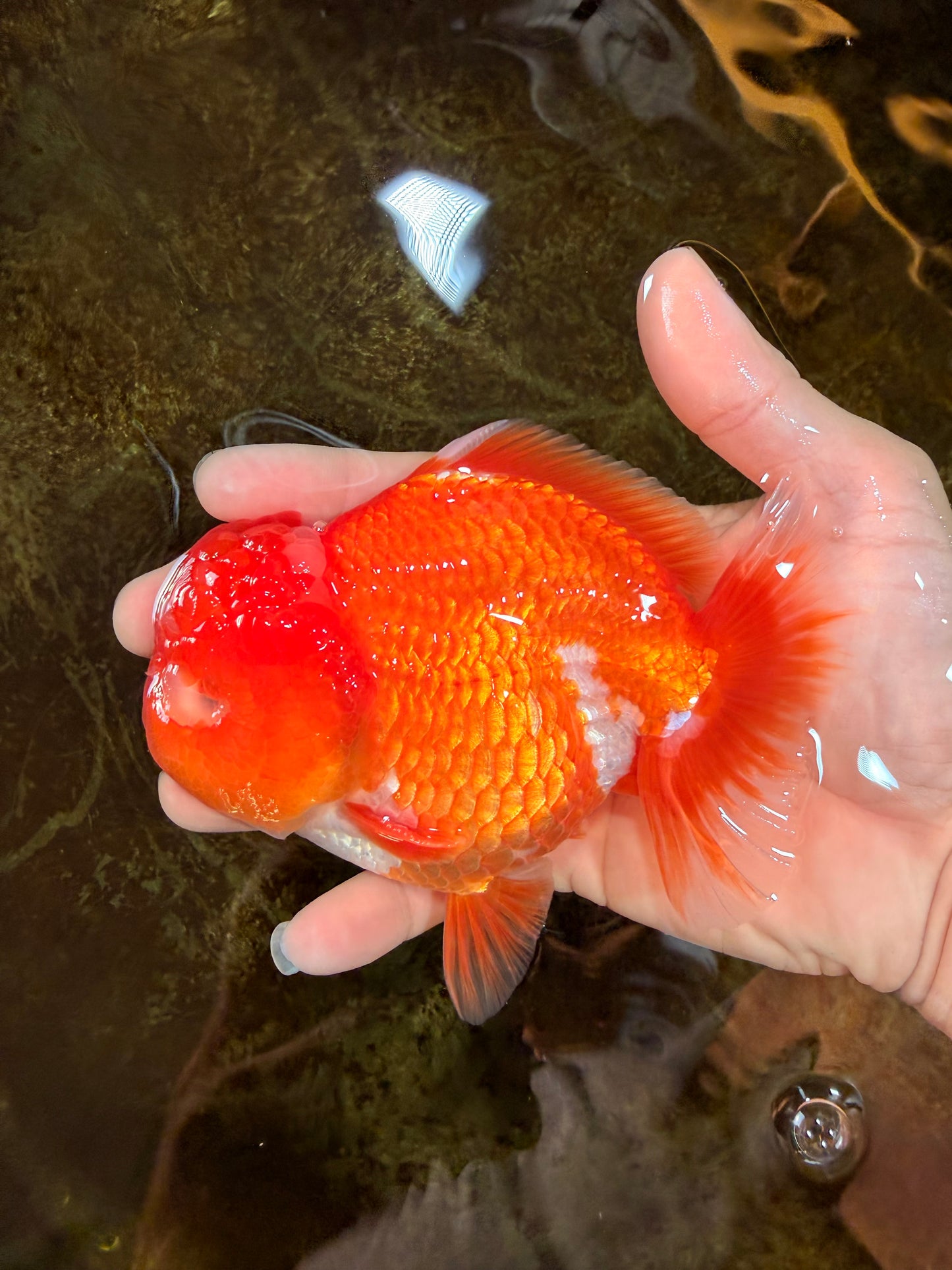 SHOW GRADE Godzilla Red White Yuanbao Male 5-5.5 inches #101725YB_999