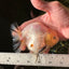 A Grade Lemonhead Yuanbao Male 4.5 inches #110824YB_33