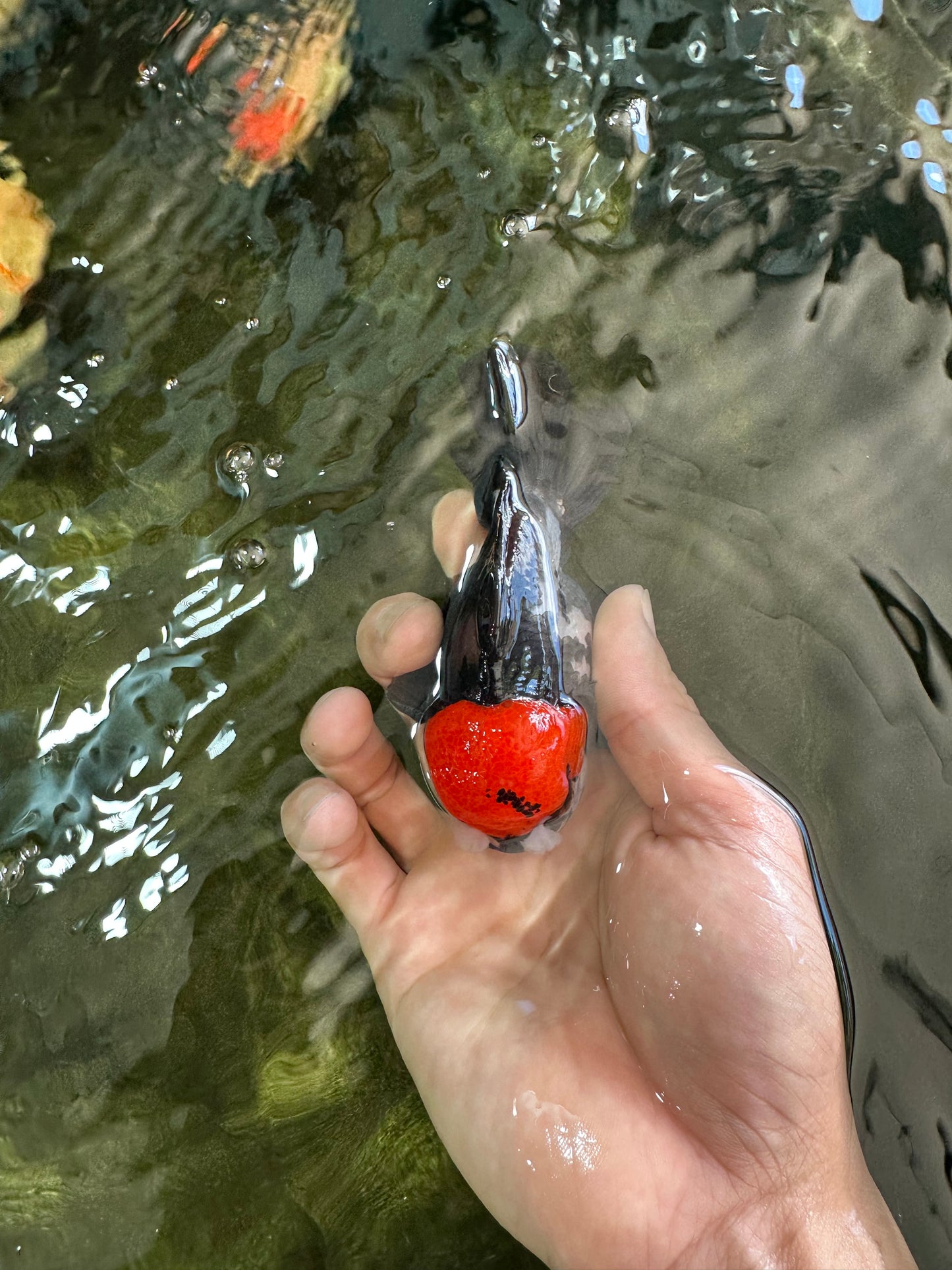 A Grade Pompom Tricolor Yuanbao Male 4 inches #052325YB_26