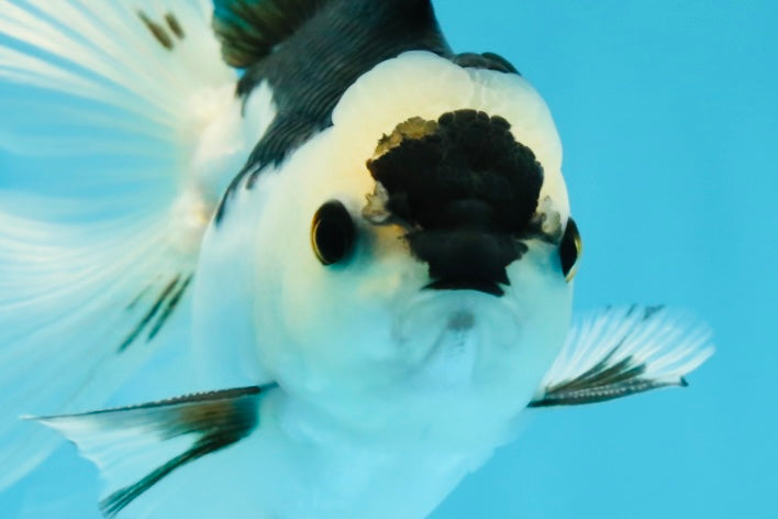 A Grade Panda Button Eyes Oranda Male 5 inches #010325OR_11