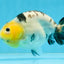 A Grade Milk Cow Ranchu Female 5 inches #101025RC_12