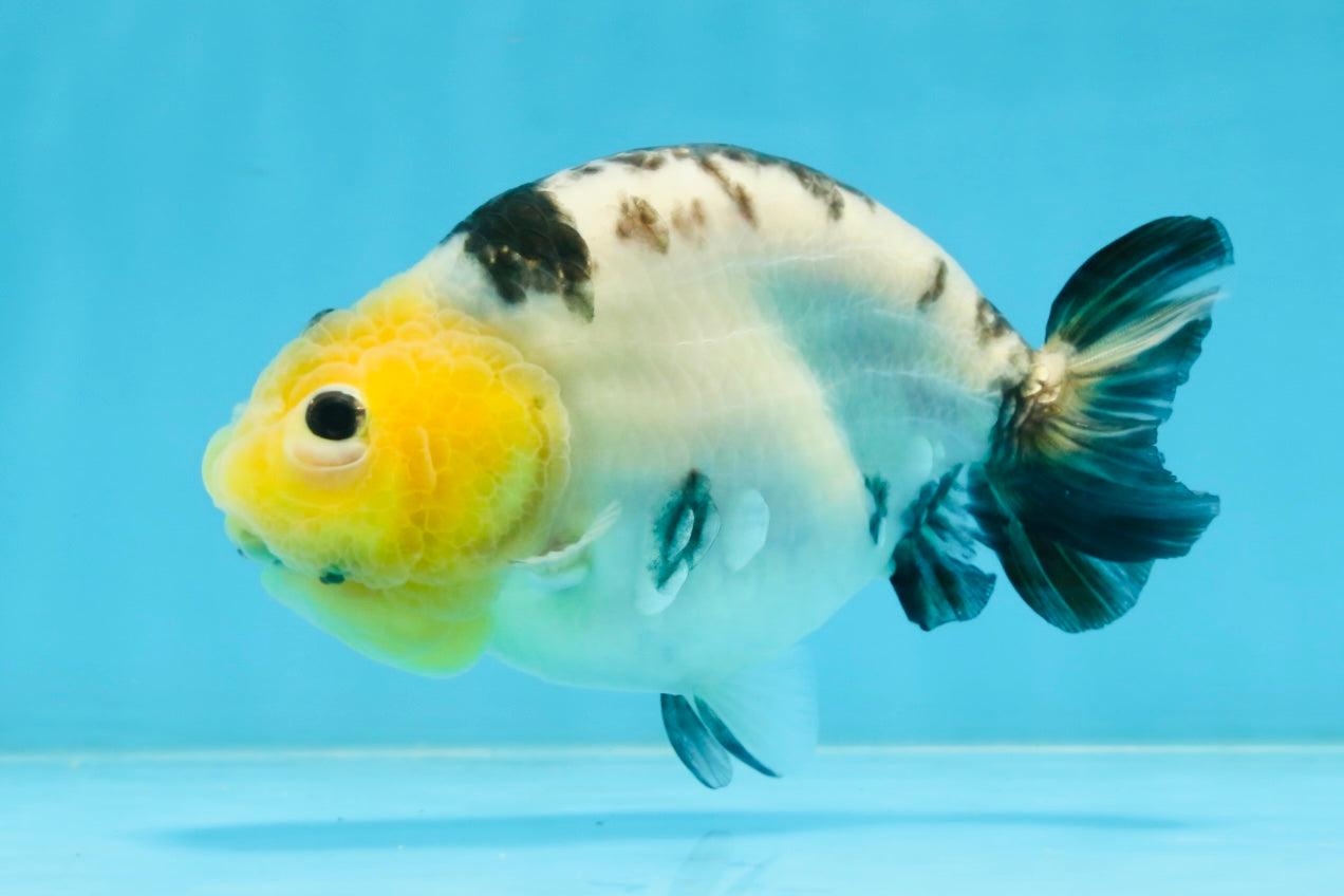 A Grade Milk Cow Ranchu Female 5 inches #101025RC_12