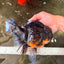 A Grade Kirin Oranda Female 7 inches #071726OR_05