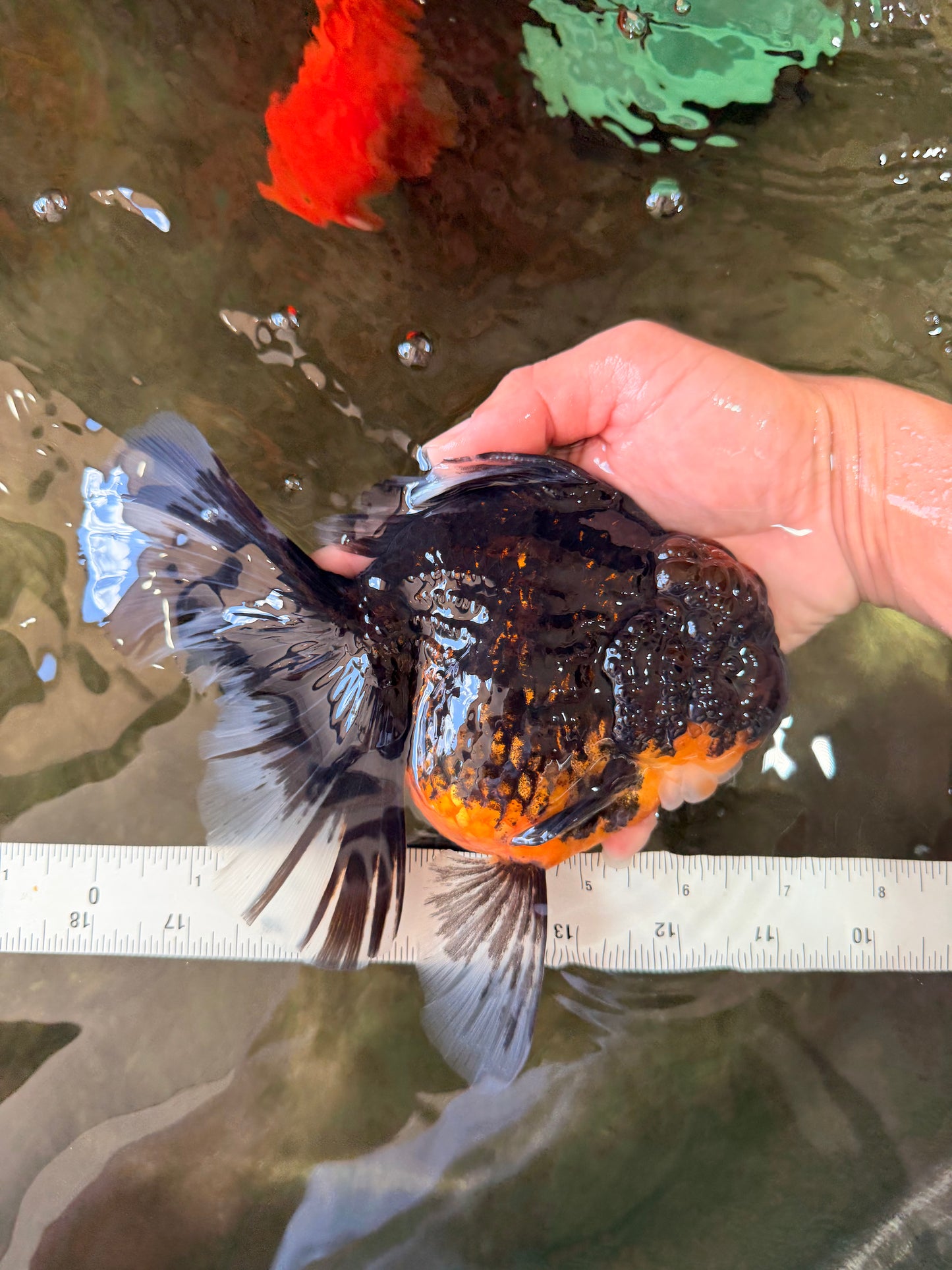 A Grade Kirin Oranda Female 7 inches #071726OR_05