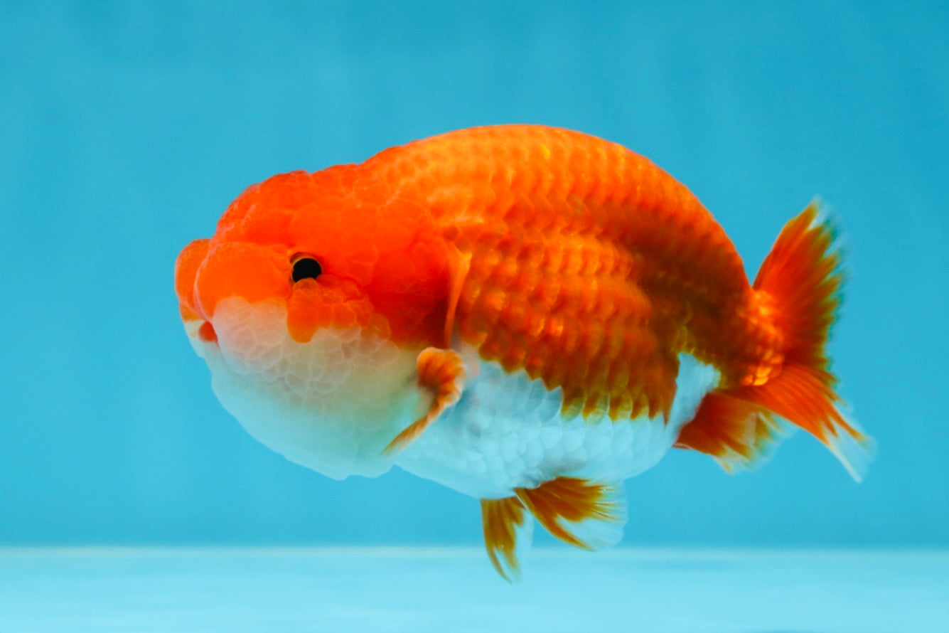 AAA Grade Red White LionKing 4-4.5  inches #053025LC_11